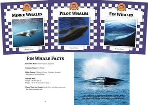 Whales Set 2 (Set) by Kristin Petrie