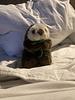 annalivia_plurabelle's profile picture