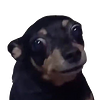 iambuko's profile picture