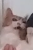 seymourbutz's profile picture