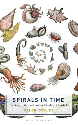 Spirals in Time: The Secret Life and Curious Afterlife of Seashells by Helen Scales