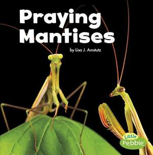 Praying Mantises by Lisa J. Amstutz