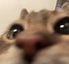 hannahcolechin22's profile picture
