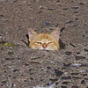 indominusalex's profile picture