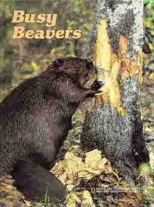 Busy Beavers by Donald J. Crump, National Geographic Kids