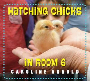 Hatching Chicks in Room 6 by Caroline Arnold