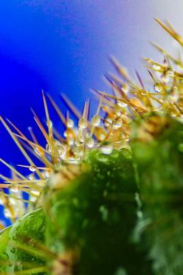 Cactus Growing by Wild Pages Press Journals &. Notebooks