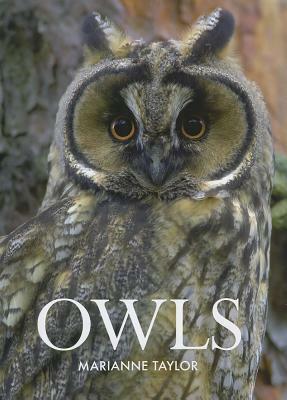 Owls by Marianne Taylor