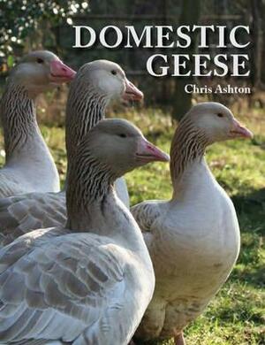 Domestic Geese by Chris Ashton
