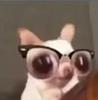 rayray_sheep's profile picture