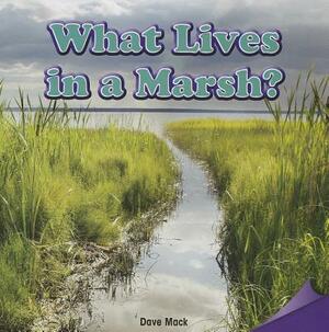 What Lives in a Marsh? by Dave Mack