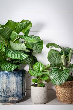 The Calathea by L. Leigh