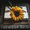 sunflower2's profile picture