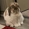 crytetra's profile picture