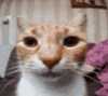 ariiscool's profile picture
