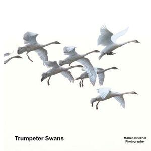 Trumpeter Swans by Marian Brickner