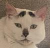 beautifuldemoiselle's profile picture