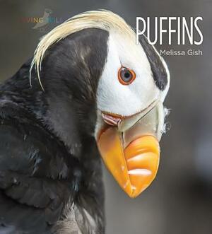 Puffins by Melissa Gish