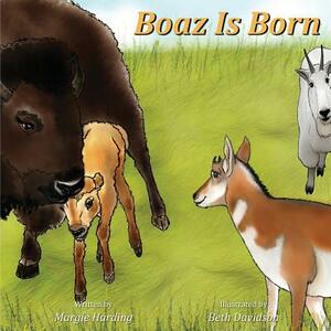 Boaz Is Born by Margie Harding