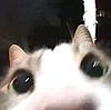 yuffy's profile picture