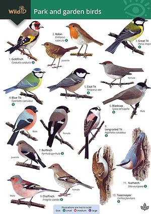 Park and Garden Birds by Rebecca Farley-Brown