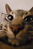 ceceska's profile picture
