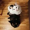 7rats's profile picture