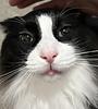alysha_olson's profile picture