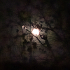 hal_banks's profile picture