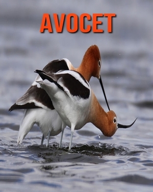 Avocet: Incredible Pictures and Fun Facts about Avocet by William Doyle