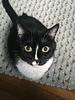 melaniearchercat's profile picture