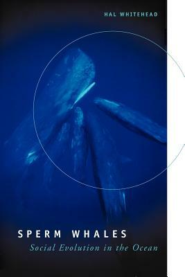 Sperm Whales: Social Evolution in the Ocean by Hal Whitehead