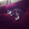 melcat's profile picture