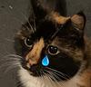 elenamiles's profile picture