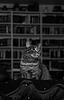 intrinsicgrey's profile picture