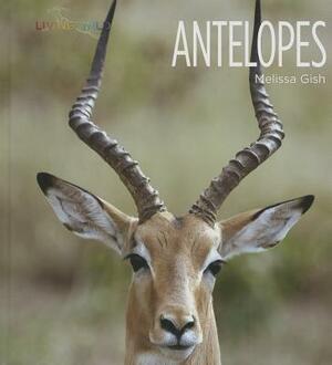 Antelopes by Melissa Gish