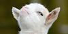 cricketsandwich's profile picture