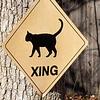 cat12's profile picture