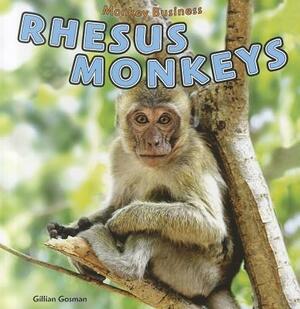 Rhesus Monkeys by Gillian Gosman