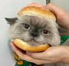 k_rachel's profile picture