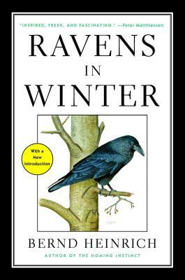 Ravens in Winter by Bernd Heinrich