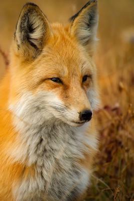 Red Fox: The Largest of the True Foxes and One of the Most Widely Distributed Members of the Order Carnivora, Being Present Acr by Planners and Journals