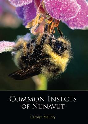 Common Insects of Nunavut by Carolyn Mallory