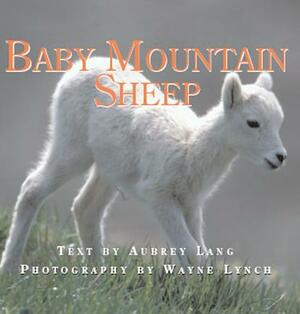 Baby Mountain Sheep by Aubrey Lang