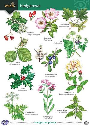 Hedgerows by Gill Crane