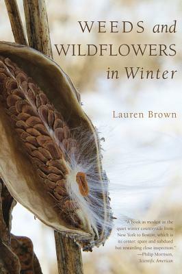 Weeds and Wildflowers in Winter by Lauren Brown