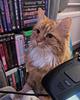 ladynashington's profile picture