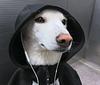 lydiagriess's profile picture