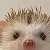 kit_ken's profile picture