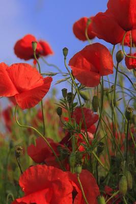 Poppy Meadow: Poppies Are Found Around the Globe from Icy Cold Tundra to Broiling Hot Deserts, Mostly in the Northern Hemisphere. by Planners and Journals